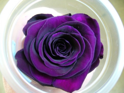 rosa stabilizzata
