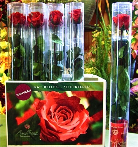 rosa stabilizzata su gambo