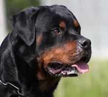 NILO DI ALBASCURA - Rottweiler