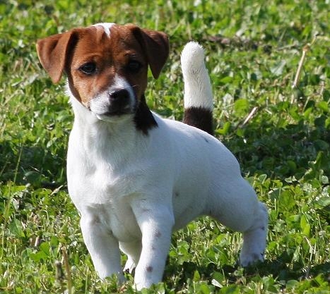 ARABELLA DI ALBASCURA - Jack Russell Terrier (pelo liscio)