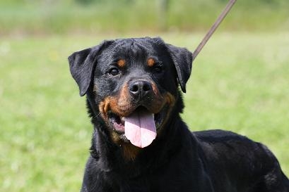 YUBA DI ALBASCURA - Rottweiler (figlia di NILO DI ALBASCURA)