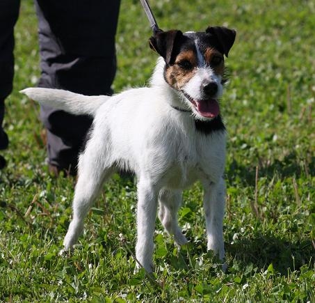 INDY - Jack Russell Terrier (pelo broken)