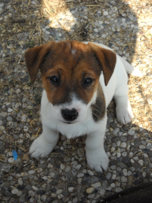 GUEN DI ALBASCURA - Jack Russell Terrier (pelo liscio)