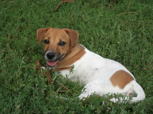 DIBAH DI ALBASCURA - Jack Russell Terrier (pelo liscio)