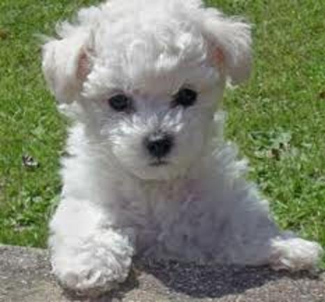 bichon fresee