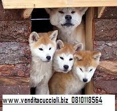akita inu
