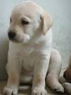 labrador