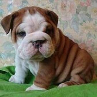 bull dog inglese