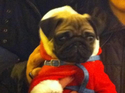 carlino