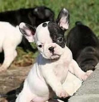 bouldogue francese