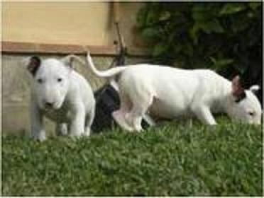 bull terrier