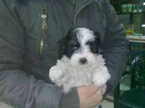 bichon avanese