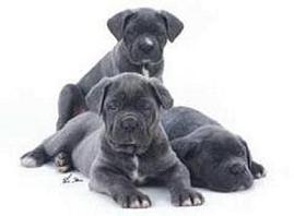mastino napoletano