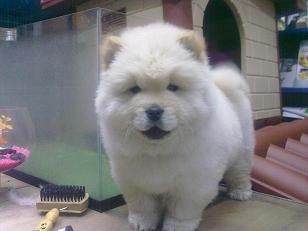 chow chow bianco