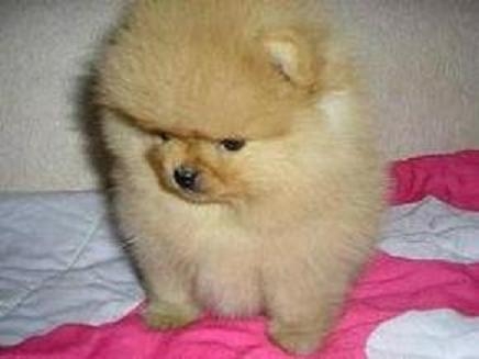 spitz pomerania
