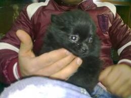 spitz pomerania