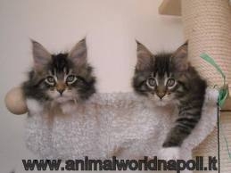 maine coon
