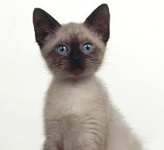 siamese