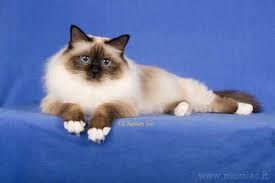 birmanno