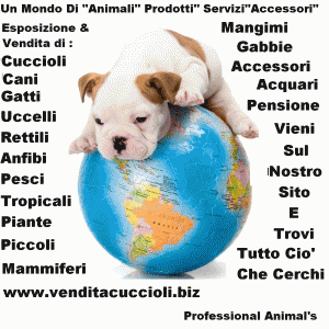 vendita cuccioli cani e gatti e altri animali domestici ANIMAL WORLD NAPOLI