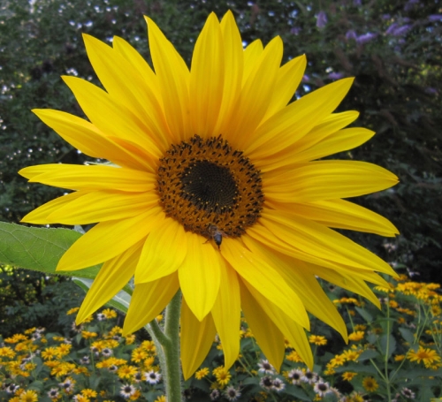 OLIO DI GIRASOLE GREZZO E RAFFINATO