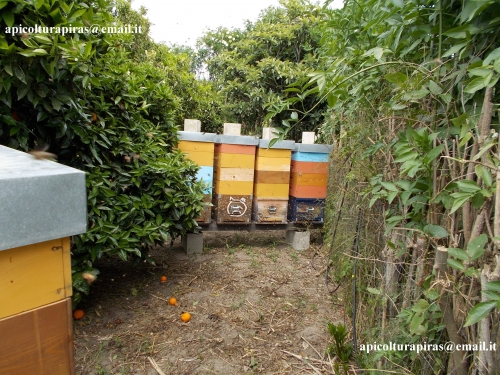 APICOLTURA PIRAS Produzione e vendita dolci e gelati Cagliari