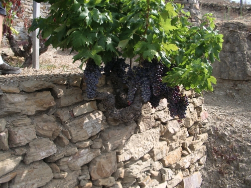 Le viti nelle vigne del Rossese di Dolceacqua Doc Maixei