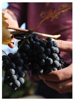 Vendemmia uva Raboso: vino autoctono Doc Piave