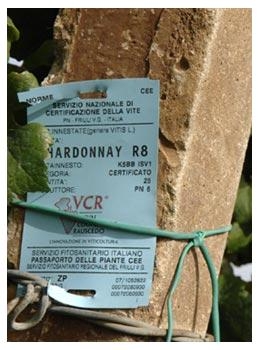 Carta d'identità Chardonnay, vino Doc Piave