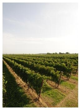 Vigneto a San Polo di Piave, area Doc Piave
