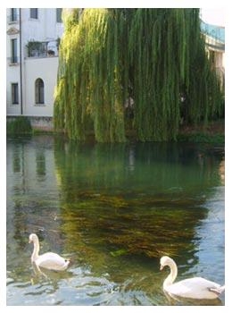 A 20km da Treviso produzione vini Doc Friuli