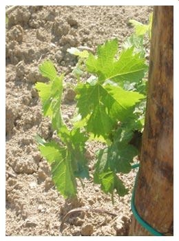 Rispetto dei tempi biologici della vite nella produzione dei nostri vini