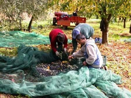 RACCOLTA DELLE OLIVE