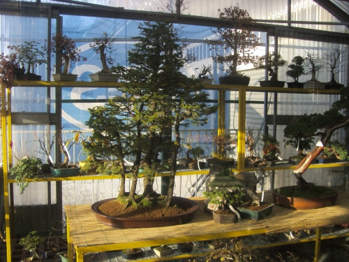 settore dei Bonsai da esterno