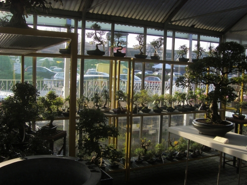 settore dei Bonsai da interno