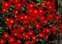 Coltivazione e vendita rose per esterni