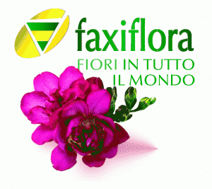spedire fiori, invio fiori, consegna fiori FAXIFLORA