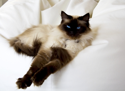 Ragdoll seal colorpoint