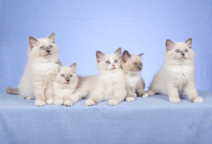 Cuccioli Ragdolls