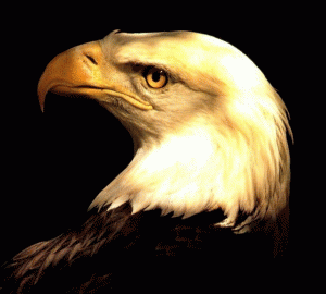VENDITA ARTICOLI SOFTAIR MILITARIA DESERT EAGLE
