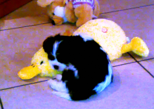 cuccioli belli equilibrati e dolcissimi