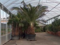 Palme
