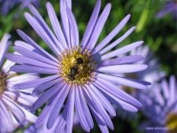 fiore