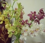 Orchidee