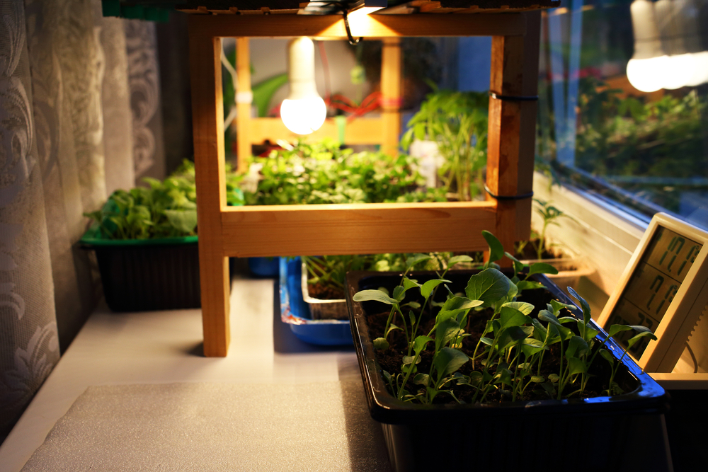Guida alla scelta della lampada per la coltivazione indoor